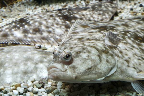 A school of flounder wait by the ocean floor 