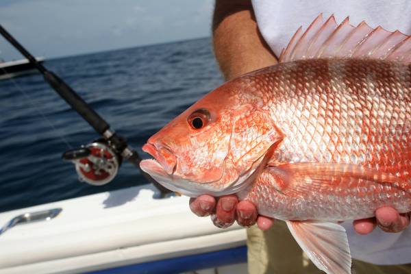 A red snapper fish being held by an angler