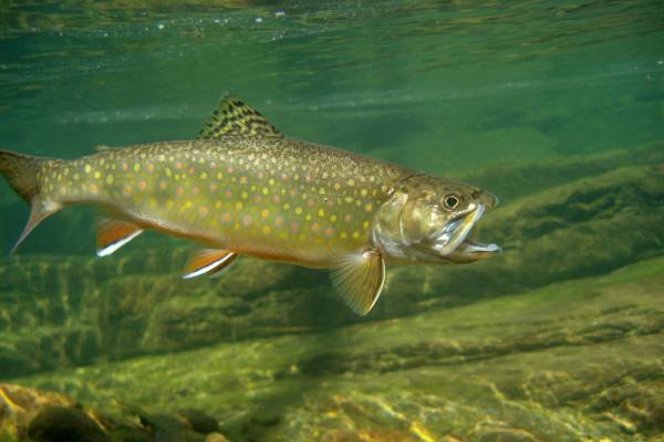 a spotted sea trout swims near the ocean floor