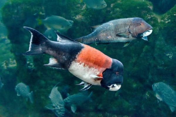Bumphead parrot fish swim near rocks