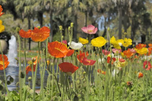 Flowers besides a water feature in a garden