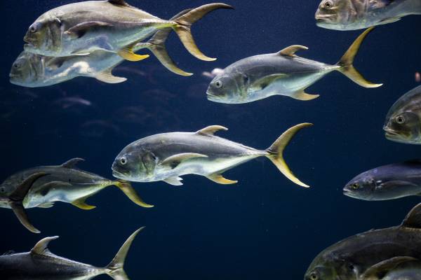 A school of jack crevalle fish swim by