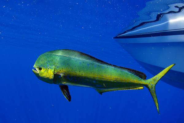 A mahi mahi swimming near a boat