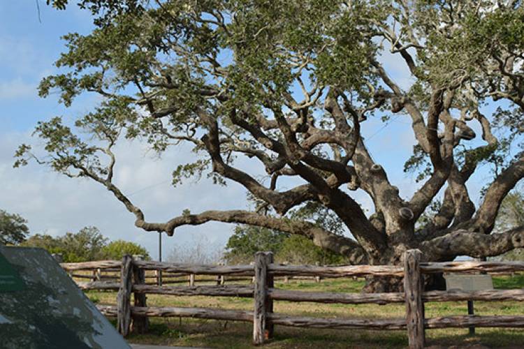 The Big Tree at Goose Island Park in Rockport Texas