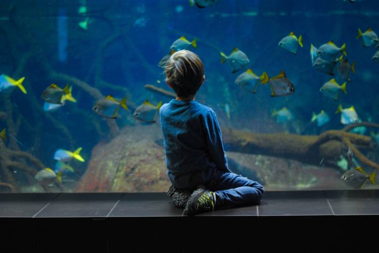 A child at an aquarium 