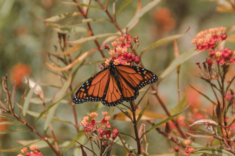 butterflies on a flower