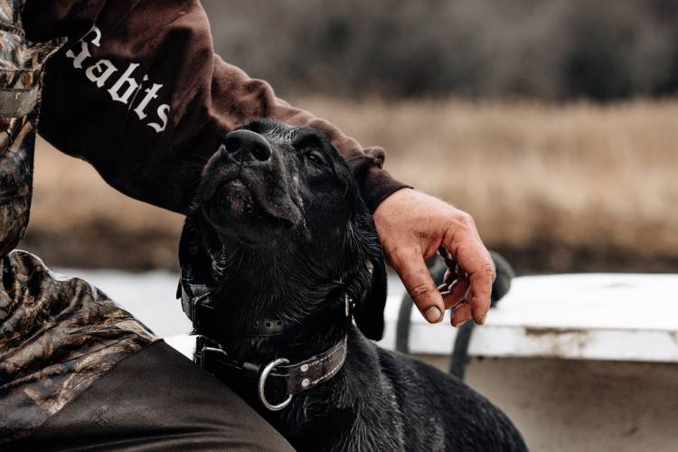 A dog retrieves a duck during a hunt