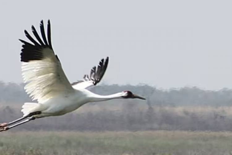 whooping crane festival logo