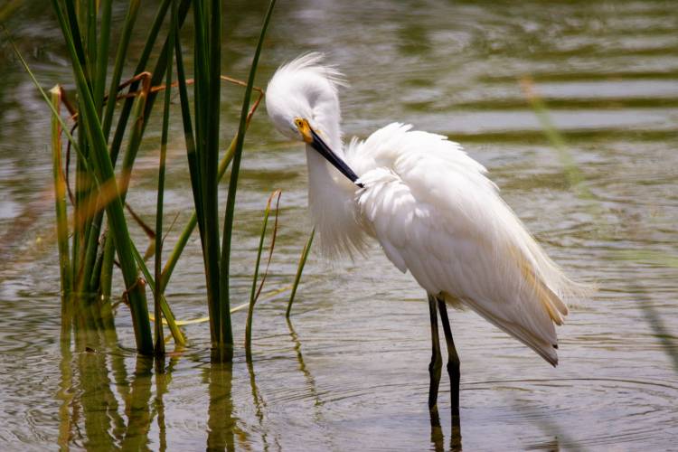 A white bird with long black legs and beak stands in water