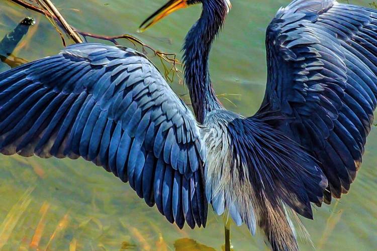 whooping crane boat tours birding